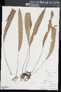 Deparia lancea image