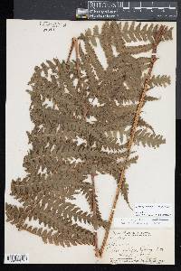 Deparia prolifera image