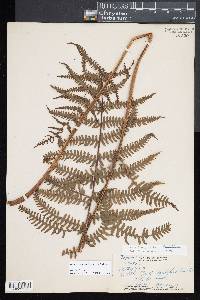 Deparia prolifera image