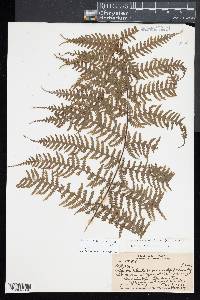 Deparia prolifera image