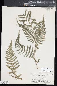 Diplazium harpeodes image