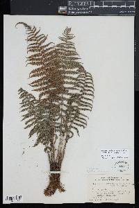 Amauropelta oligocarpa image