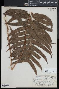 Christella cyatheoides image