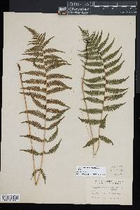 Coryphopteris simulata image