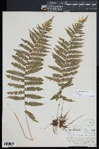 Coryphopteris simulata image