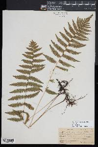 Coryphopteris simulata image