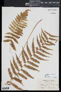 Coryphopteris simulata image