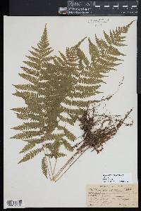 Coryphopteris simulata image