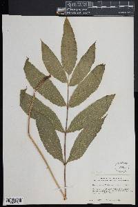 Goniopteris poiteana image