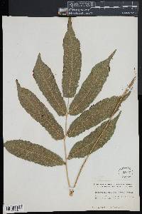 Goniopteris poiteana image