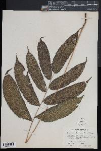 Goniopteris poiteana image