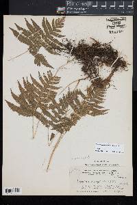 Phegopteris connectilis image
