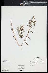 Myriophyllum heterophyllum image