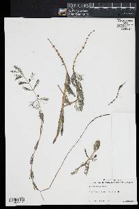 Myriophyllum spicatum image