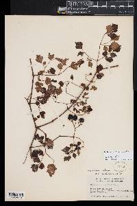 Ampelopsis arborea image