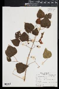 Ampelopsis cordata image