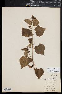 Ampelopsis cordata image