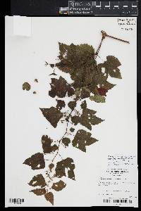 Ampelopsis glandulosa var. brevipedunculata image