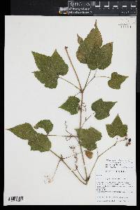 Ampelopsis glandulosa var. brevipedunculata image