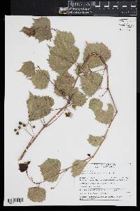 Ampelopsis vitifolia image