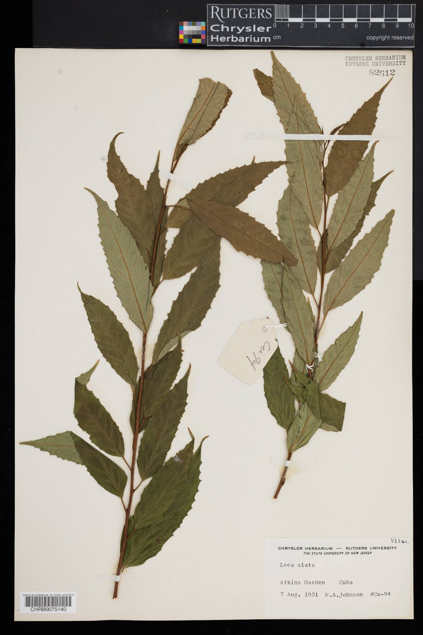 Leea alata image