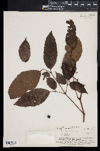 Media resource of Leea indica