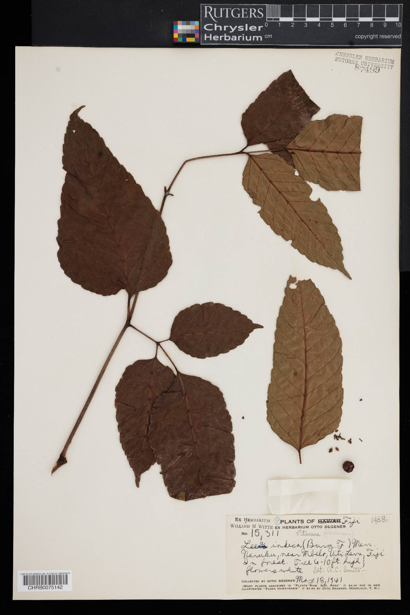 Leea indica image