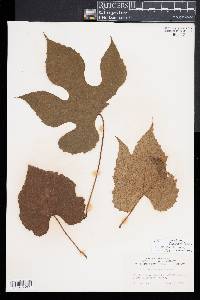 Vitis coignetiae image