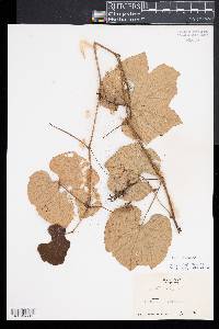 Vitis labrusca image