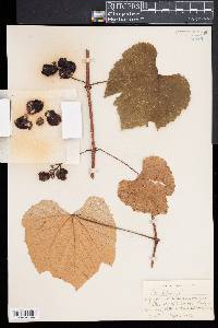 Vitis labrusca image