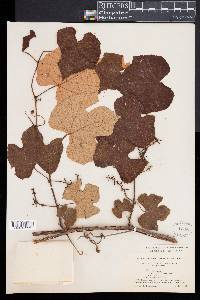 Vitis labrusca image