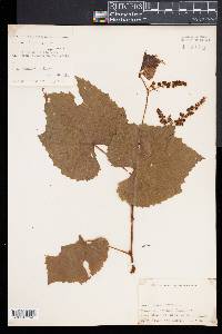 Vitis labrusca image