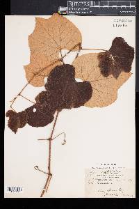 Vitis labrusca image