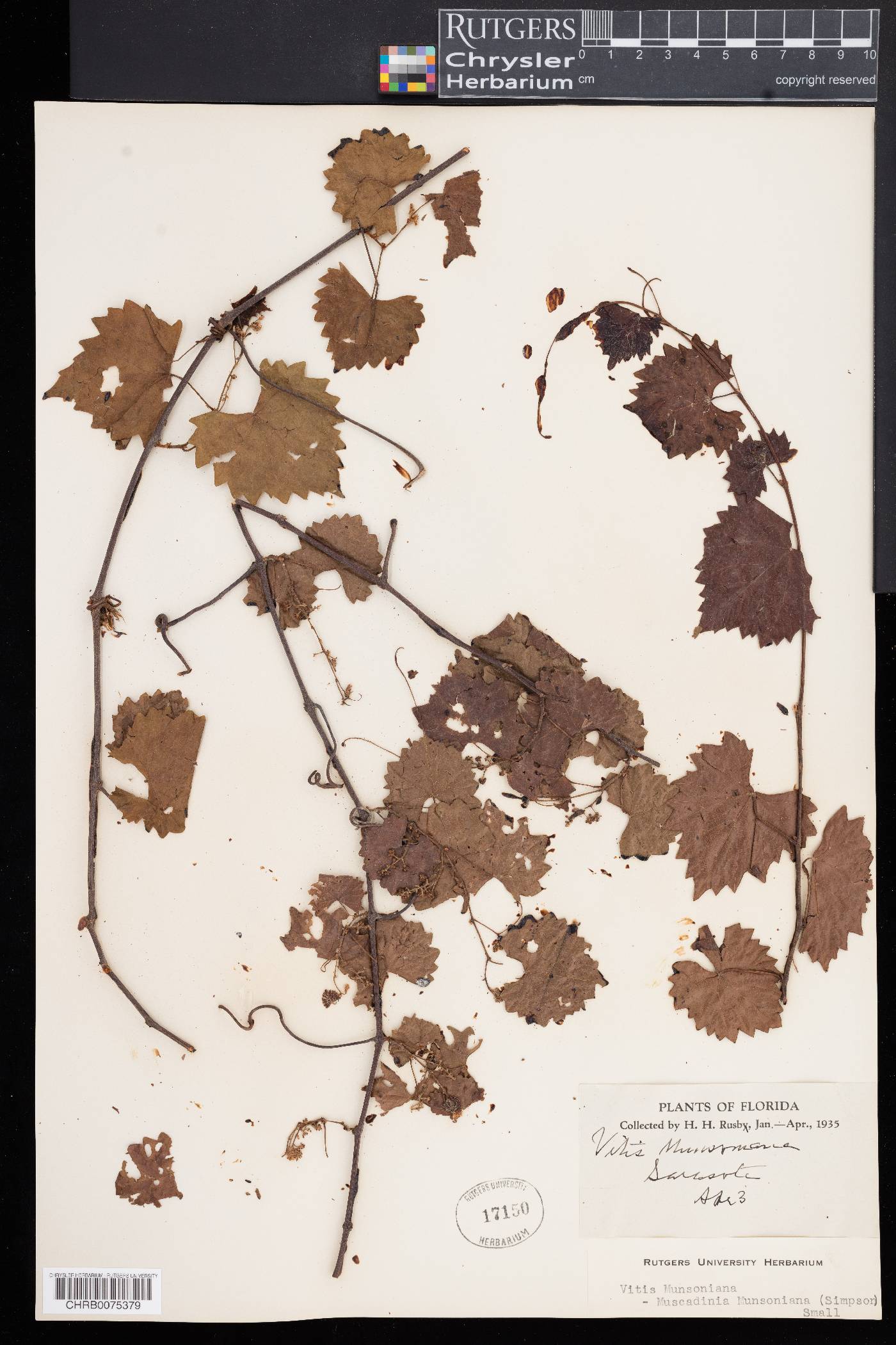 Vitis munsoniana image
