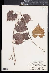 Vitis munsoniana image