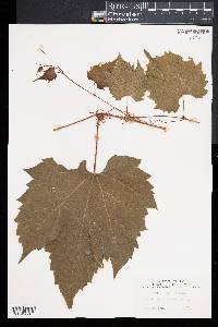 Vitis riparia image