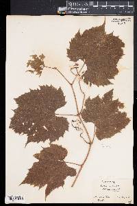 Vitis riparia image