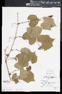 Vitis riparia image