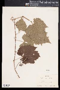 Vitis riparia image