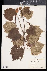 Vitis riparia image