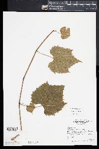 Vitis riparia image