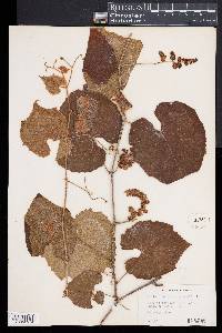 Vitis rufotomentosa image