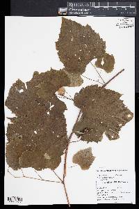 Vitis vulpina image