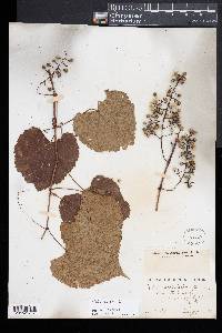 Vitis vulpina image