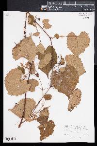 Vitis vulpina image