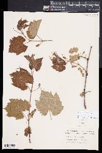 Vitis cordifolia image