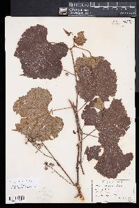 Vitis vulpina image