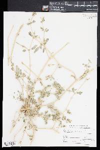 Kallstroemia rosei image