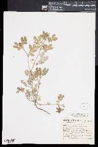 Kallstroemia rosei image