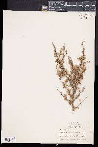 Image of Cercocarpus paucidentatus